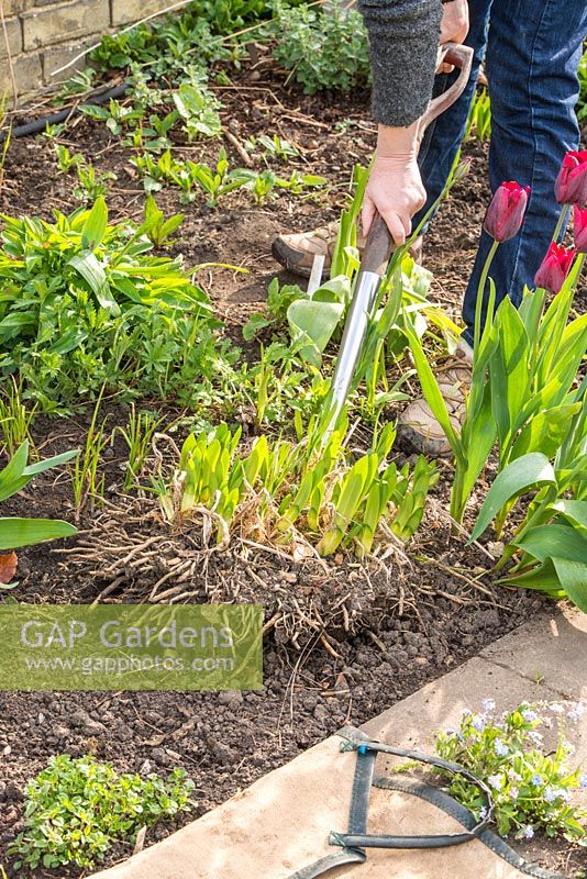 Lifting and dividing an Agapanthus in Spring. Use fork to lift old congested clump.