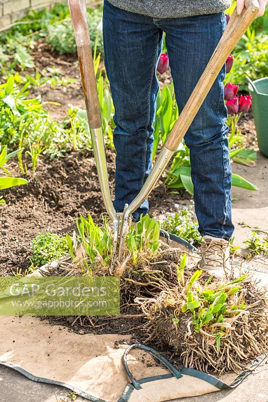 Lifting and dividing an Agapanthus in Spring. Use two forks back to back to prise clump into two or three smaller portions