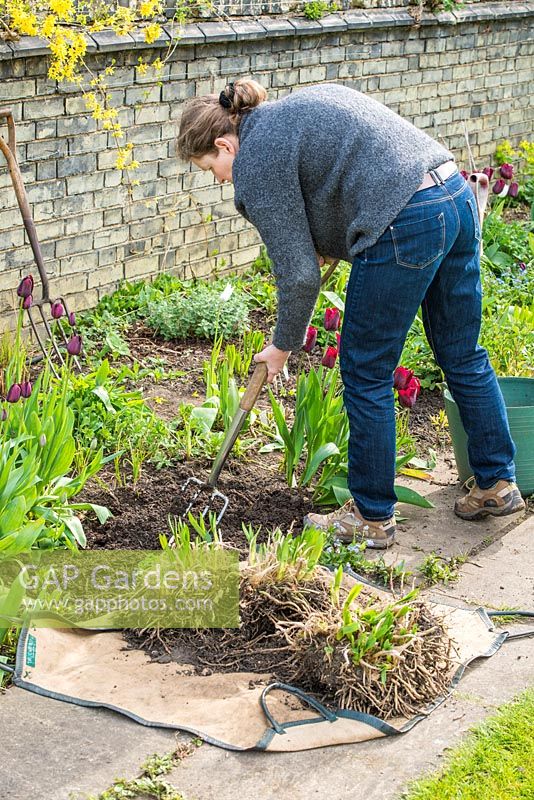 Lifting and dividing an Agapanthus in Spring.  Fork over soil in area to be replanted.