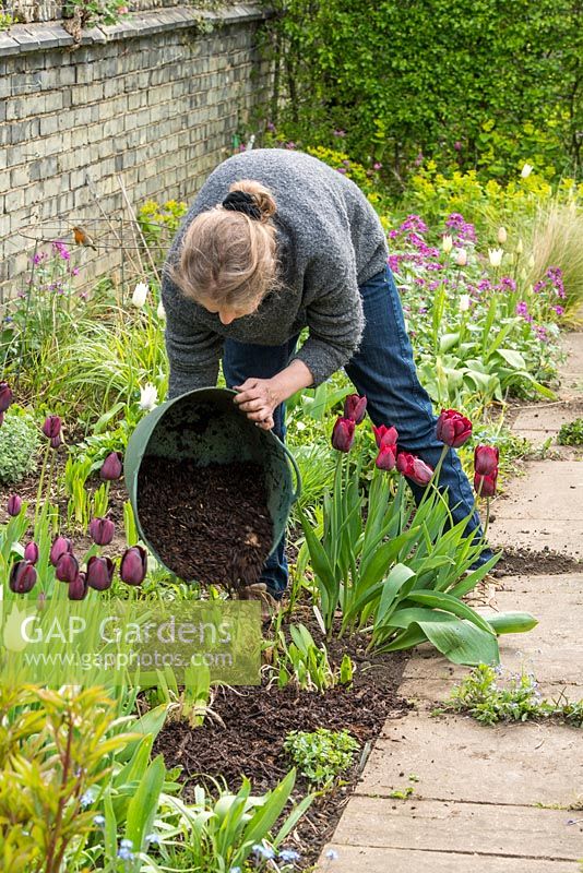 Lifting and dividing an Agapanthus in Spring. After planting mulch the soil surface with garden compost or similar