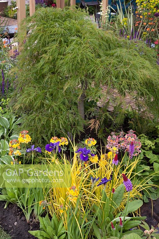 Acer palmatum in the Greener Pastures Garden at  BBC Gardener's World Live 2015