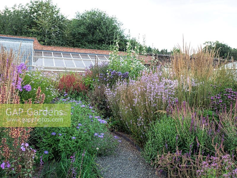 Vibrant summer herbaceous planting in the walled garden along the gravel path with views to the historic restored greenhouses.