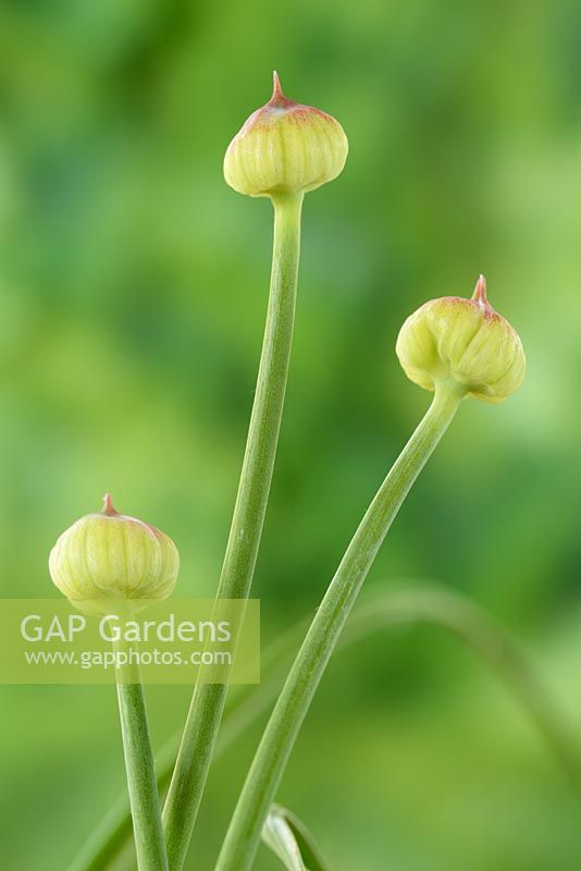 Allium amplectens  'Graceful Beauty'  