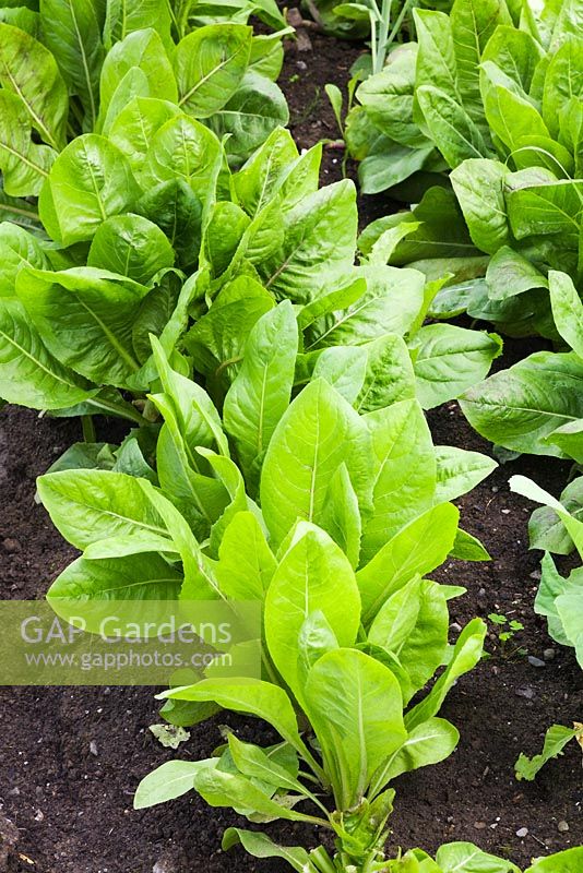 Leafy Asian Green vegetable plants in backyard organic vegetable garden plot in summer