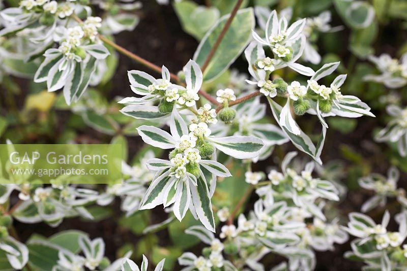 Euphorbia marginata - Snow-on-the-Mountain 