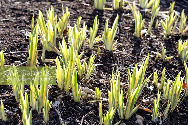 Iris pallida 'Variegata' emerging leaves in spring
