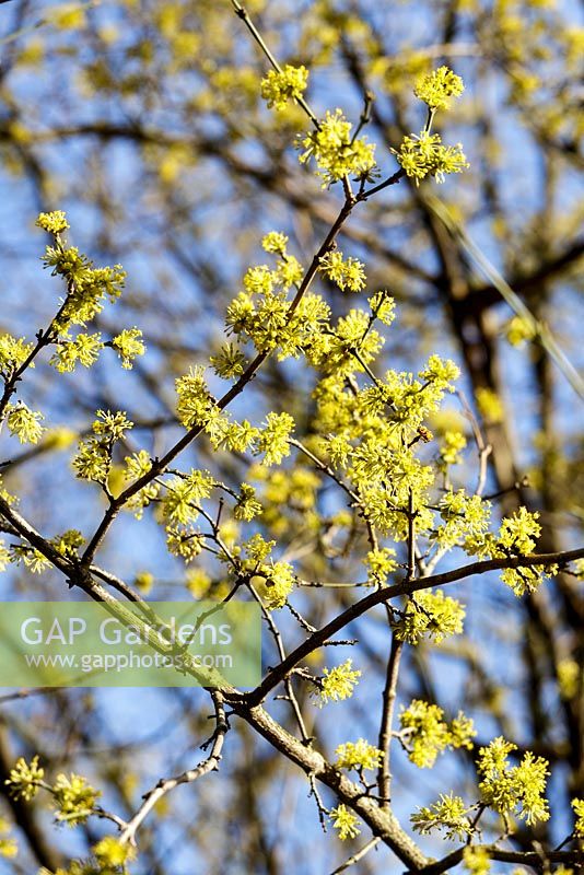 Cornus mas - Cornelian Cherry in early spring