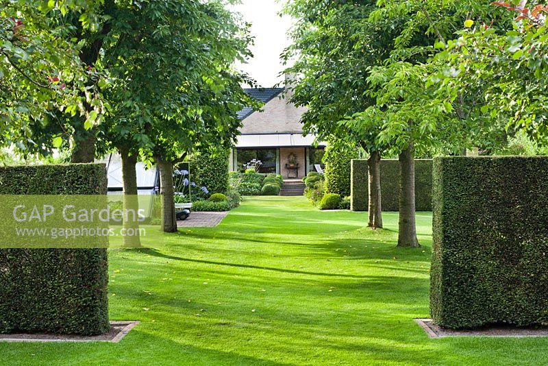 An avenue of ornamental Japanese cherry Prunus x yedoensis 'Somei-Yoshino'  trees with a view towards the house. Anneke Meinhardt garden