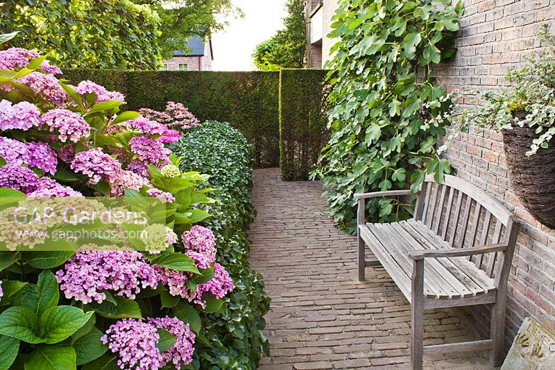 Secluded area with wooden bench next to Hydrangea macrophylla 'Ayesha'