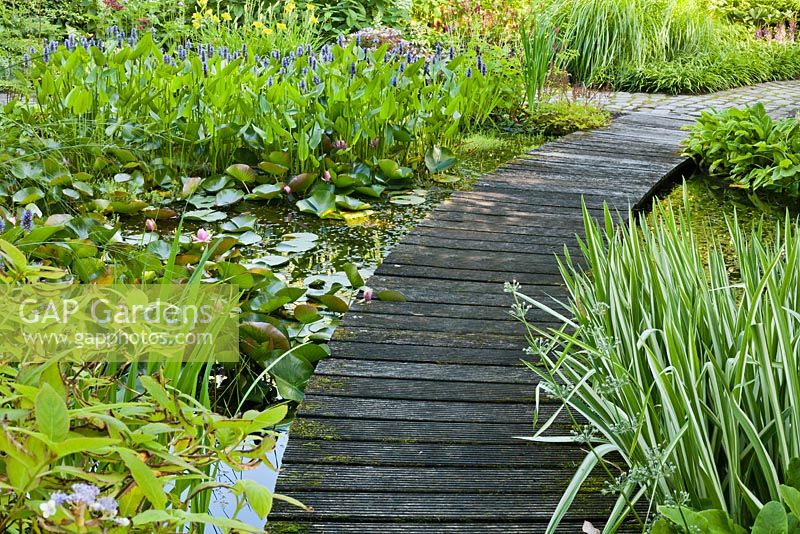 Pond area with Pontederia cordata and Nymphaea - water lily, Iris pseudocorus 'Variegata'