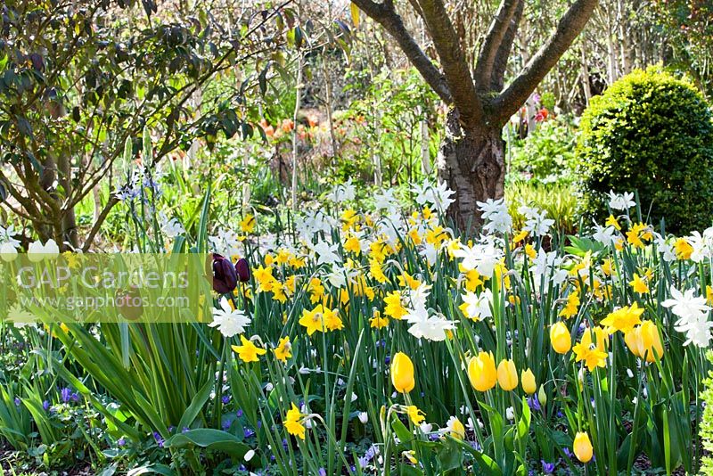 Spring bulb meadow of Tulipa 'Golden Apeldoorn', Tulipa 'Queen Of Night' and Daffodils.