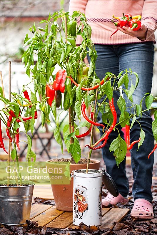 Harvesting peppers in containers