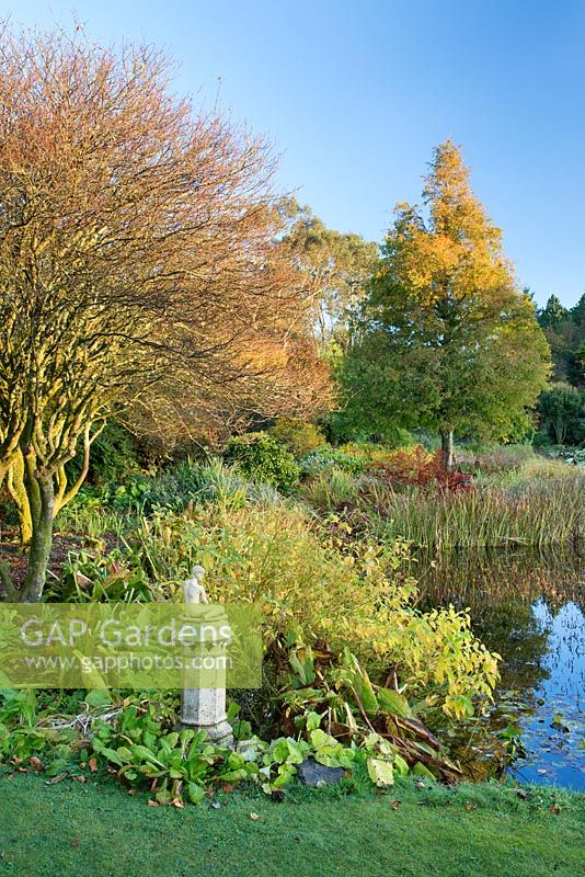 View across lake from statue to Metasequoia glyptostroboides 'Emerald Feathers'
