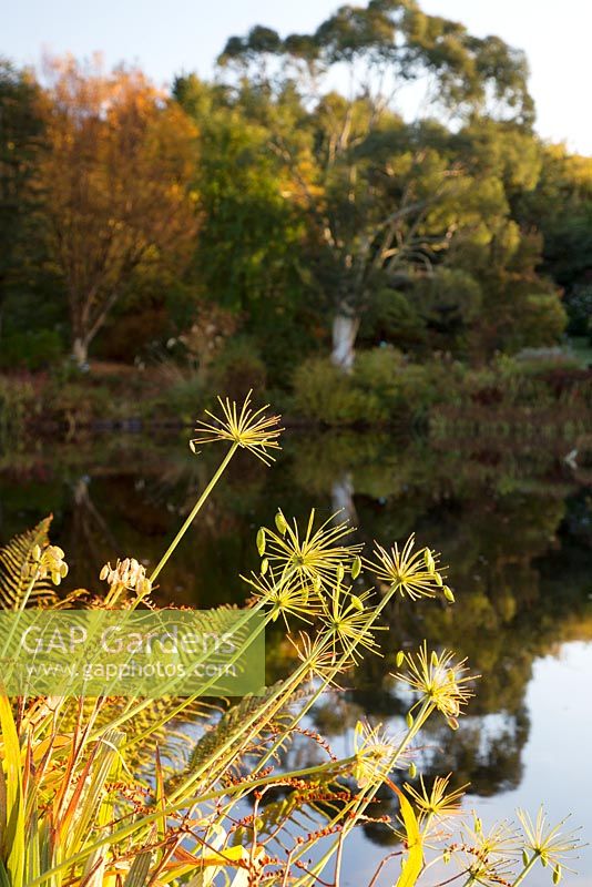 Late autumn sun catching Agapanthus seed heads on bank of lake