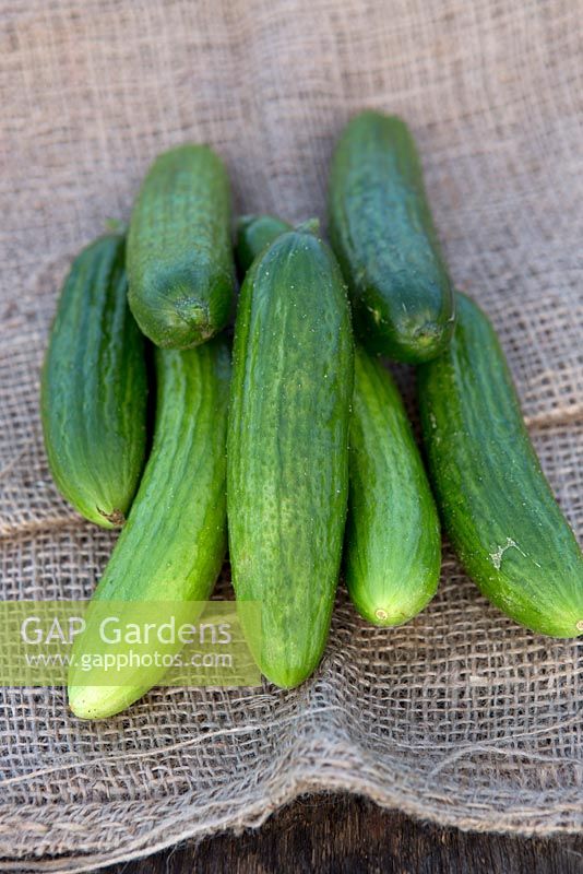 Cucumber 'Vega'