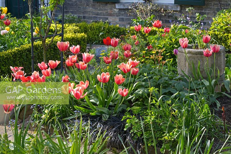 Formal town garden in spring. Tulips, Ophiopogon planiscapus 'Nigrescens', box edging.