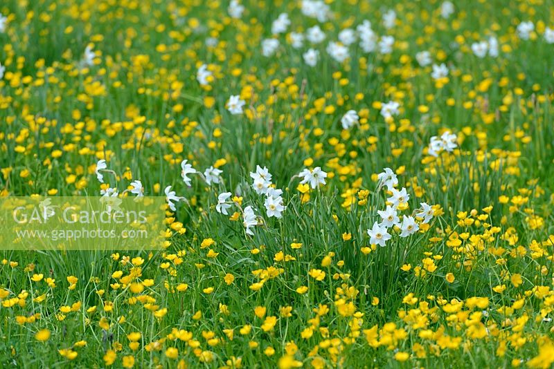 Meadow with naturalised Narcissus poeticus var. recurvus and buttercups