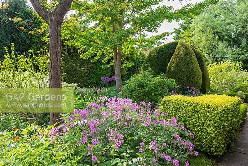Geranium maderense in plant enthusiast's garden with box and yew topiary, dicentra and alliums.