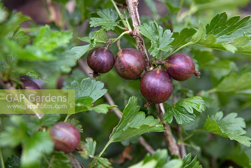 Gooseberry 'Lady Late'