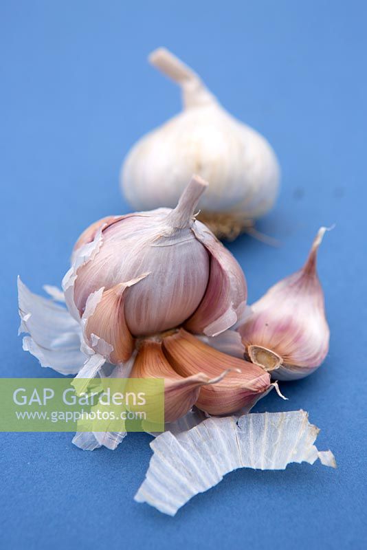 Garlic 'Tuscany Wight'