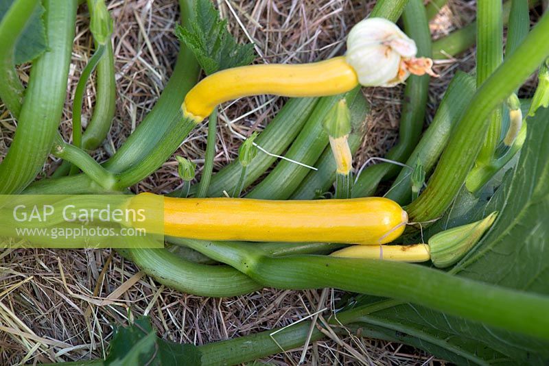 Courgette 'Shooting Stars'