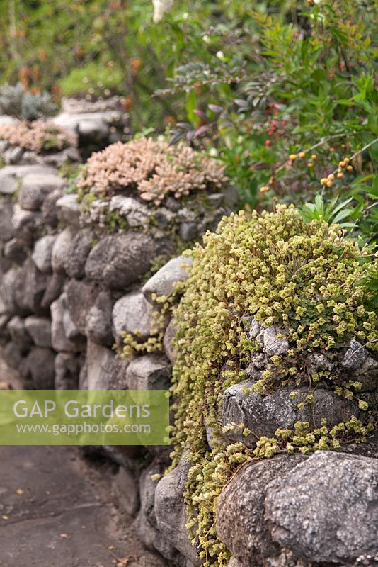 Stone wall with Sedum adolphii growing on top - Lake Atitlan Hotel, Guatemala