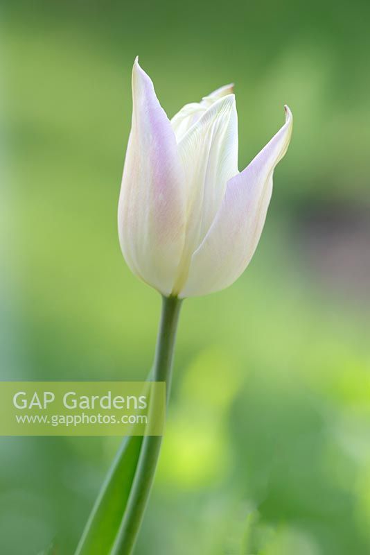 Tulipa 'Sapporo', May