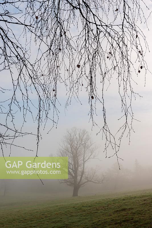 Oak tree in the mist at Borde Hill parkland