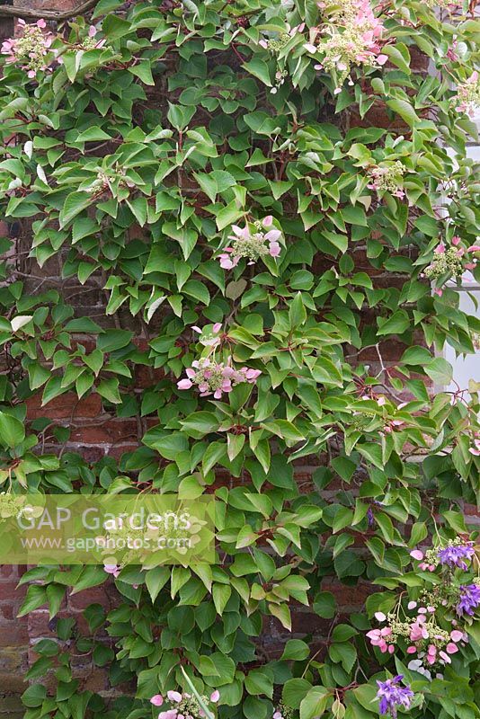 Schizophragma hydrangeoides 'Roseum' growing against a red brick wall