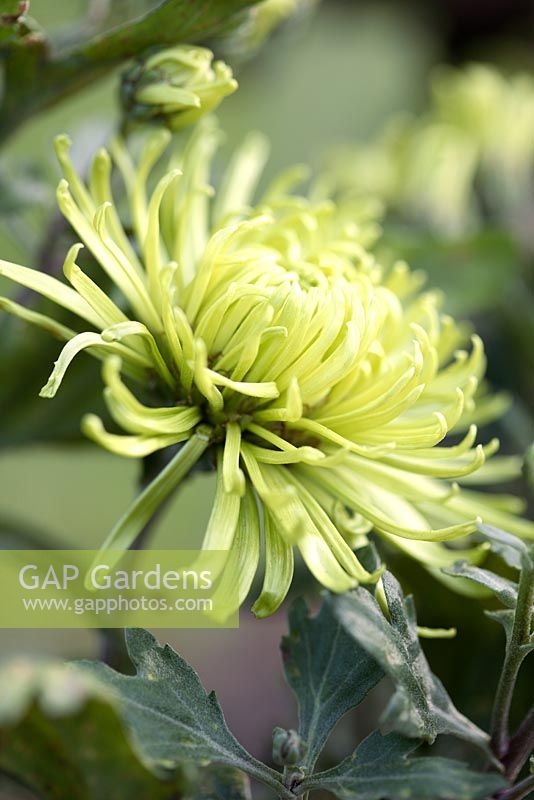 Chrysanthemum 'Anastasia Green'