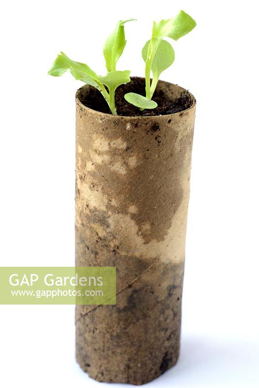 Lactuca sativa 'Warpath'. Lettuce seedlings  grown in toilet roll cardboard tube 