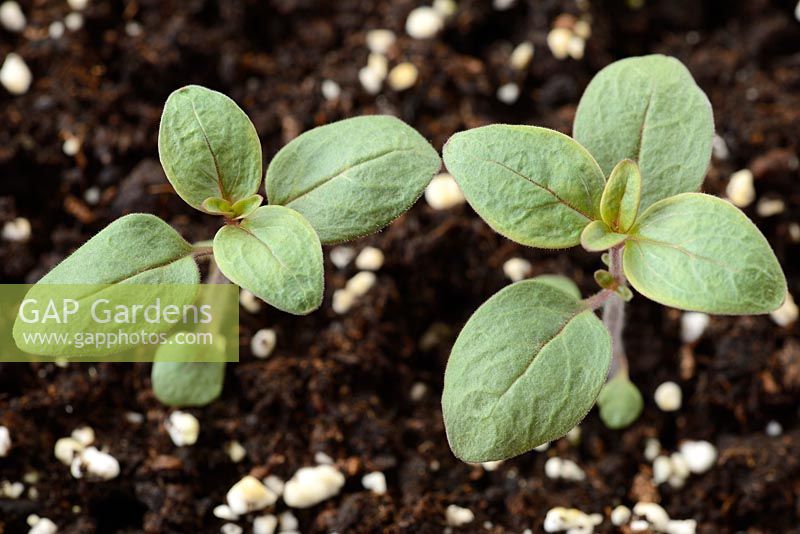Antirrhinum majus 'Lucky Lips'. Snapdragon  seedlings growing in potting compost and perlite 