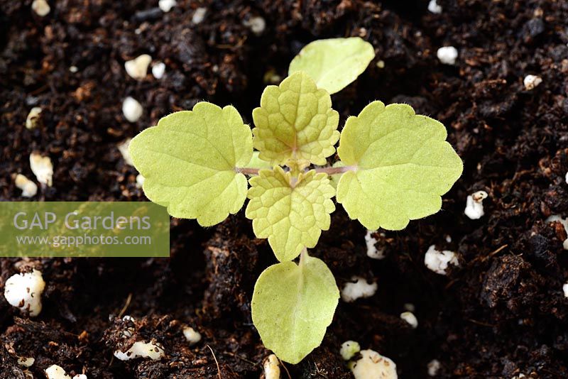 Agastache rugosa 'Golden Jubilee'. Syn. 'Golden Anniversary'. Seedling growing in potting compost and perlite 