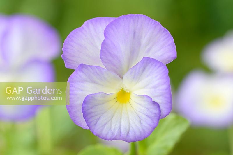 Viola 'Sweetheart'. Mauve colouring increases in some flowers possibly due to age or climate