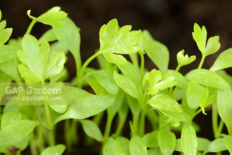 Apium graveolens var. dulce. Cutting celery.  Young shoots grown for salad leaves