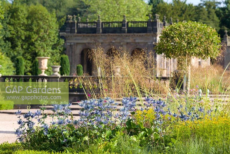 Eryngiums provide summer colour in the Italian Garden at Trentham Gardens, Staffordshire - designed by Tom Stuart-Smith