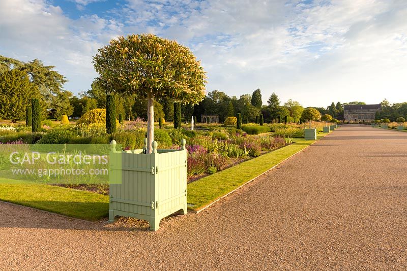 Just after dawn in the Italian Garden at Trentham Gardens, Staffordshire - designed by Tom Stuart-Smith. Planting includes Portuguese laurels, Knautia macedonica, Penstemons, Phlomis and Stipa gigantea