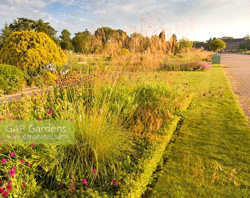 Just after dawn in the Italian Garden at Trentham Gardens, Staffordshire - designed by Tom Stuart-Smith. Planting includes Portuguese laurels, Knautia macedonica and Stipa gigantea