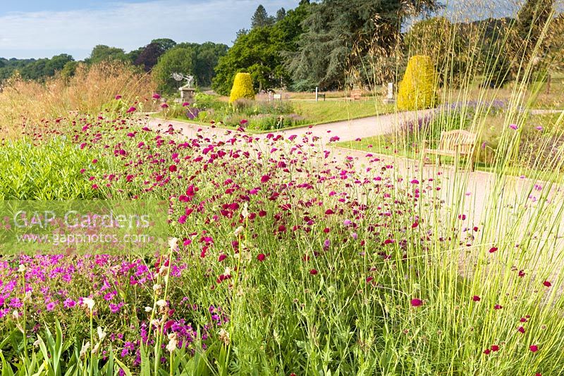 Part of a vibrant herbaceous border in the Italian Garden at Trentham Gardens, Staffordshire - designed by Tom Stuart-Smith. Planting includes Geraniums, Knautia macedonica and Stipa gigantea. In the distance is the wire sculpture of a fairy holding a dandelion, by Robin Wight