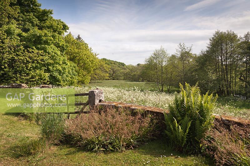 A view from the front of Herterton House across the meadow opposite with Filipendula ulmaria and Luzula sylvatica - June, Herterton House, Hartington, Northumberland, UK 