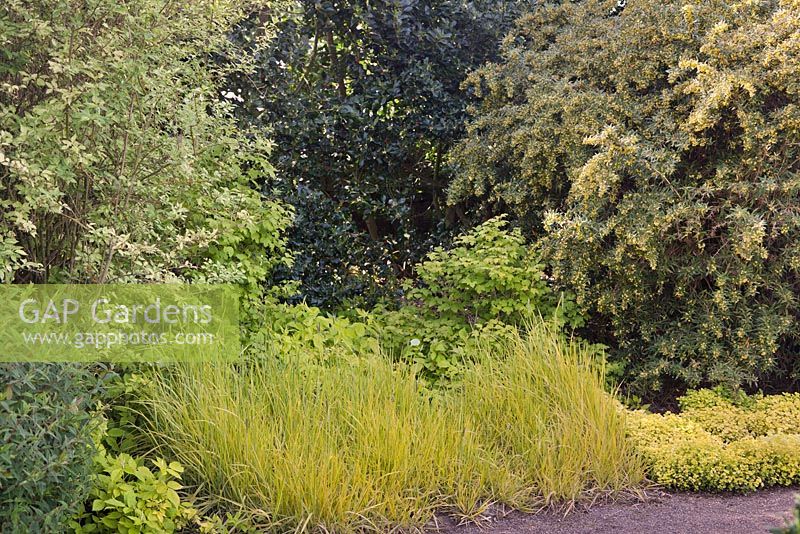 Alopecurus pratensis 'Aureovariegatus' in golden colour shrub border with Berberis, Viburnum and Philadelphus - Golden Meadow Foxtail - June, Herterton House, Hartington, Northumberland, UK