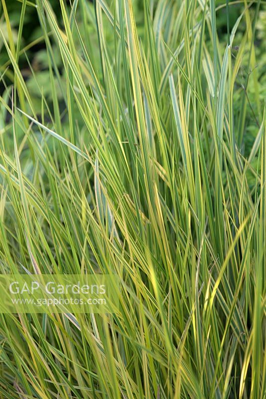 Alopecurus pratensis 'Aureovariegatus' - Golden Meadow Foxtail -  June, Herterton House, Hartington, Northumberland, UK