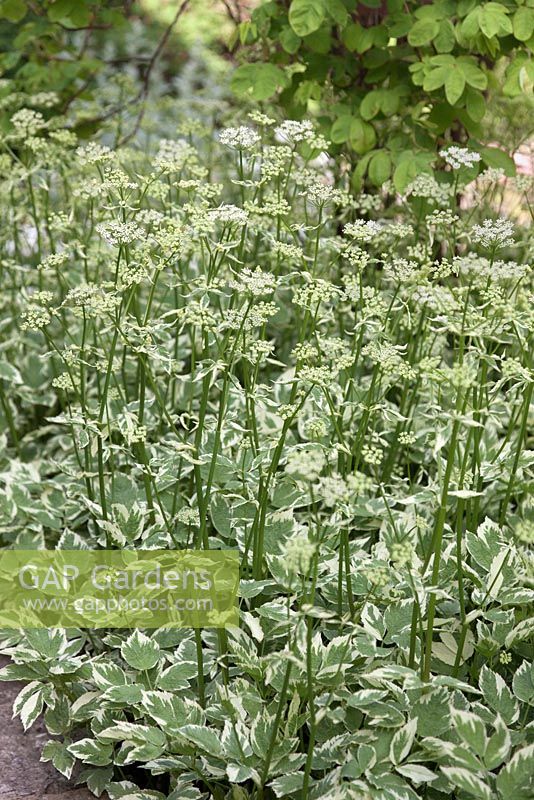 Aegopodium podagraria 'Variegatum' - Variegated Ground Elder - June, Herterton House, Hartington, Northumberland, UK