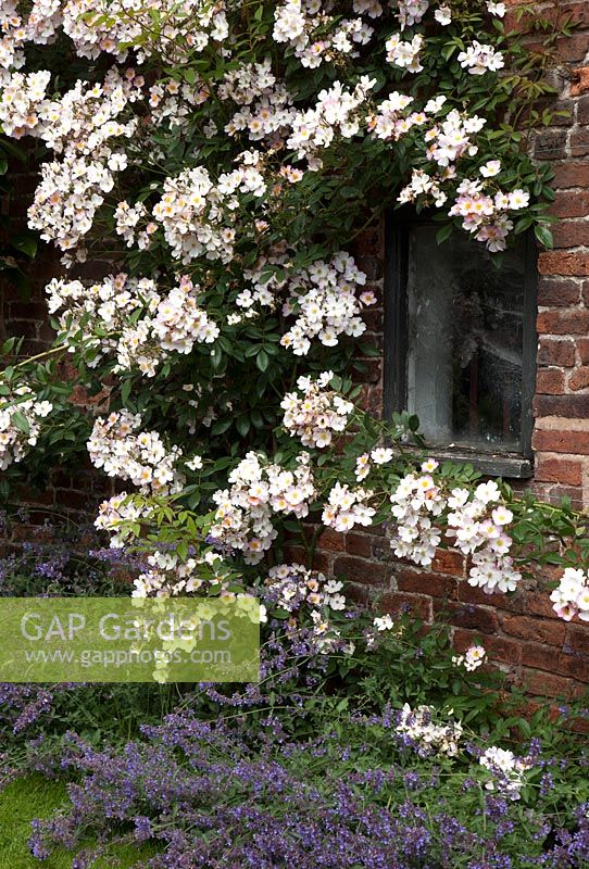 Rosa 'Francis E Lester' growing up a building at Felley Priory, Nottinghamshire