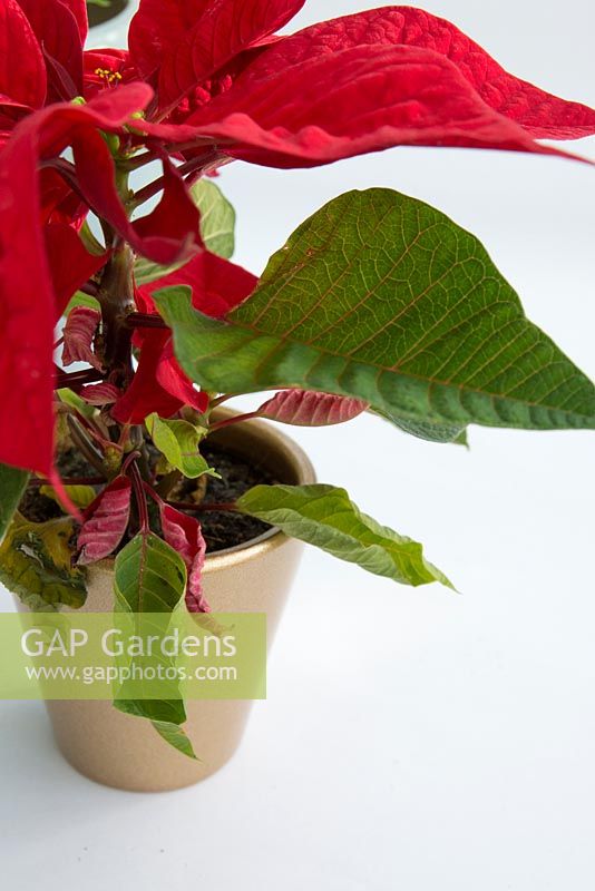Problems with under or overwatering poinsetta houseplants