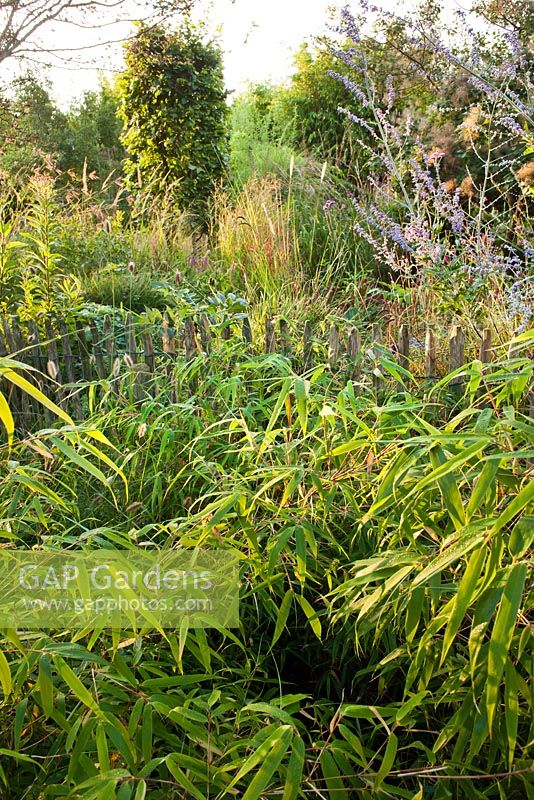 Border of perennials and grasses. Fargesia 'Rufa'. Aan de Dijk nursery and garden in The Netherlands