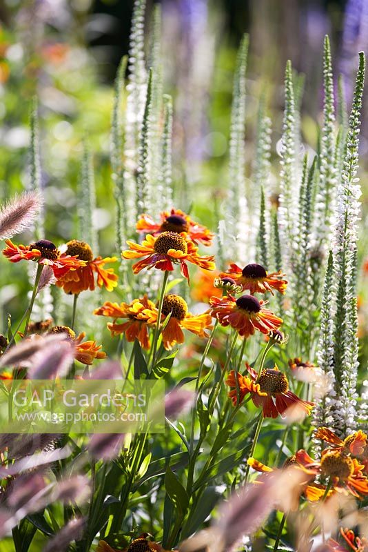 Pennisetum messiacum 'Red Buttons'  and Helenium 'Waltraud'.