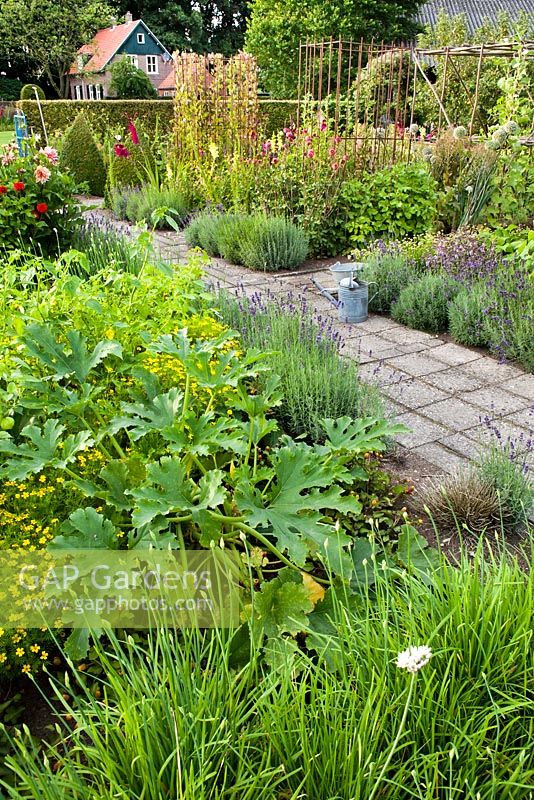 Vegetable and herb garden in summer. Planting includes Courgette 'Striato d'Italia', Tagetes tenuifolia Lemon Gem and chives. On the other side of the path are dahlias, lavandula and vegetables. Design: Dineke Logtenberg