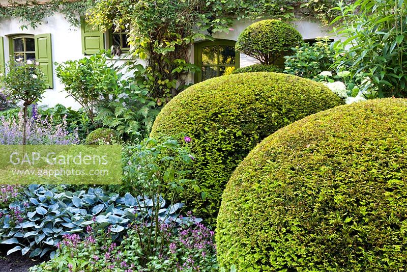 Yew topiary in front of the house with summer borders, Hosta, Geranium, Rose. Design: Dina Deferme