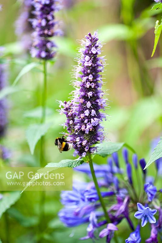 Agastache 'Black Adder' with a bumblebee.